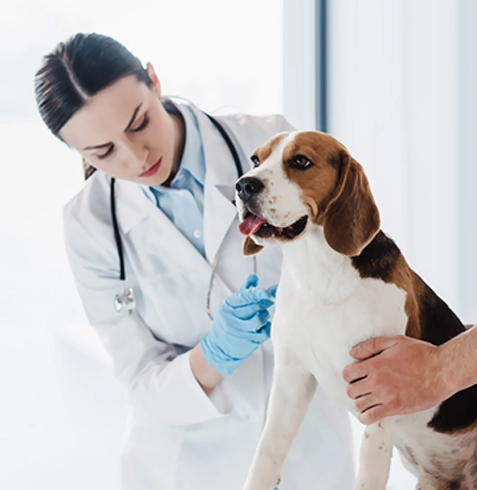 Aydıncık Veteriner